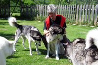 Huskies Erleben